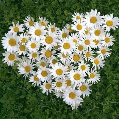 开元ky7818老版本app下载